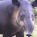 symbols---animal