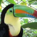 symbols---bird